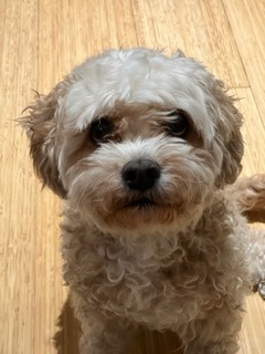 Lap of Love Veterinary Hospice Michigan City,
Indiana Testimonial for Dr. Jess Lisak
by Beverly undefined