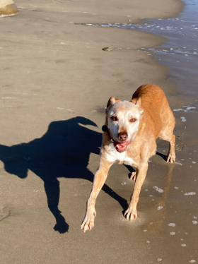 Lap of Love Veterinary Hospice Ventura,
California Testimonial for Dr. Donnalee Dorman