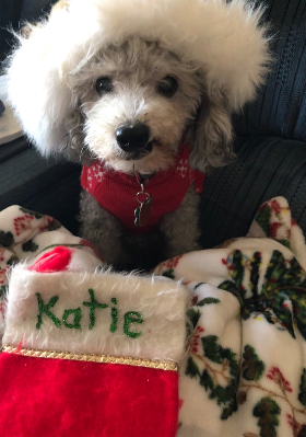 Lap of Love Veterinary Hospice Hampton ,
Virginia Testimonial for Dr. Megan Salaj
by Mariann undefined