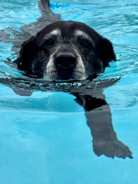 Lap of Love Veterinary Hospice Stevensville,
Maryland Testimonial for Dr. Sarah Breedlove
by Heather undefined