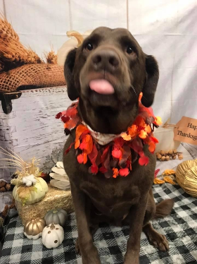 Lap of Love Veterinary Hospice Ofallon,
Missouri Testimonial for Dr. Chris Hanley
by Tina undefined