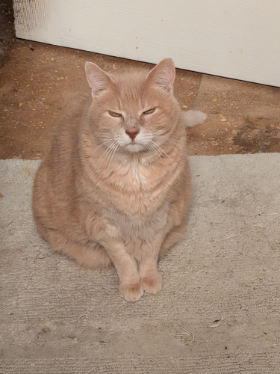 Lap of Love Veterinary Hospice New Orleans,
Louisiana Testimonial for Dr. Bianca Le
by Megan Colette undefined