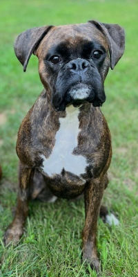 Lap of Love Veterinary Hospice Fremont,
New Hampshire Testimonial for Dr. Kari Grambow
by Jon & Meghan undefined