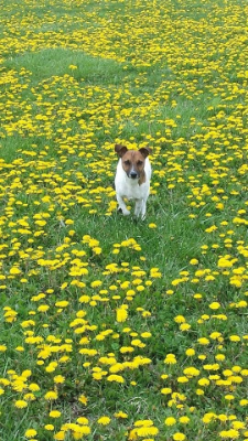 Lap of Love Veterinary Hospice Broomall,
Pennsylvania Testimonial for Dr. Sara Barlowe
by Lauren undefined