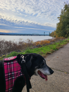 Lap of Love Veterinary Hospice Vancouver,
Washington Testimonial for Dr. Jill Palmer
by Valerie undefined