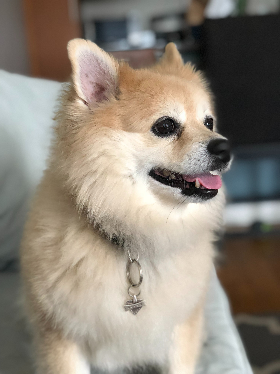 Lap of Love Veterinary Hospice Franklin,
Tennessee Testimonial for Dr. Steve Doerr
by TRACY undefined