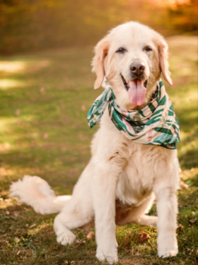 Lap of Love Veterinary Hospice Doylestown , 
		Pennsylvania Testimonial for Dr. Renee Cotton