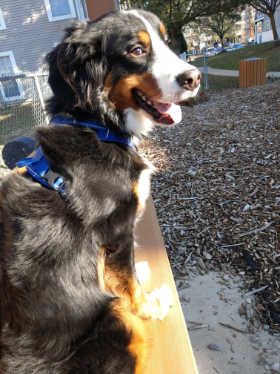 Lap of Love Veterinary Hospice New Baltimore,
Michigan Testimonial for Dr. Amy Stone
by Mary undefined