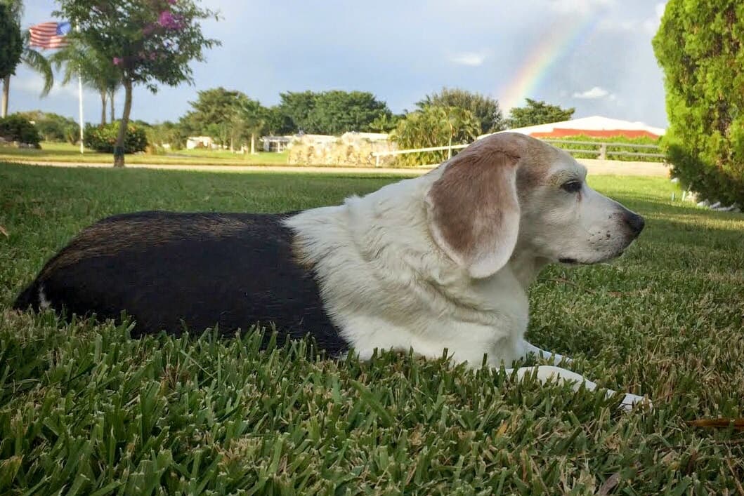 Healing pet loss