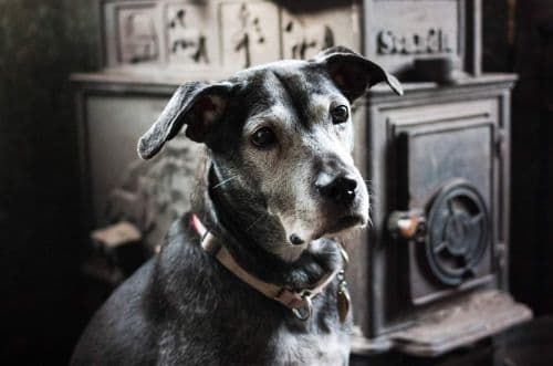 Home pet euthanasia