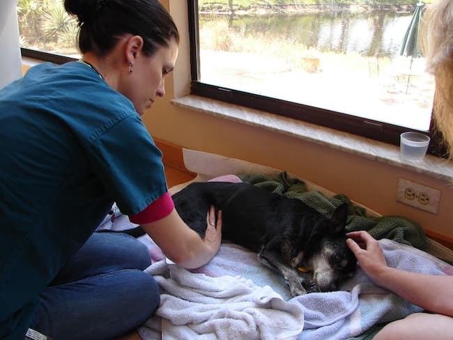 Dr. Dani helps sick dog