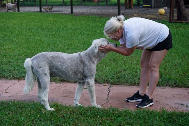 Loss of a pet