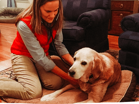 Senior dog veterinary hospice