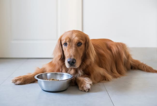 what causes spleen cancer in dogs