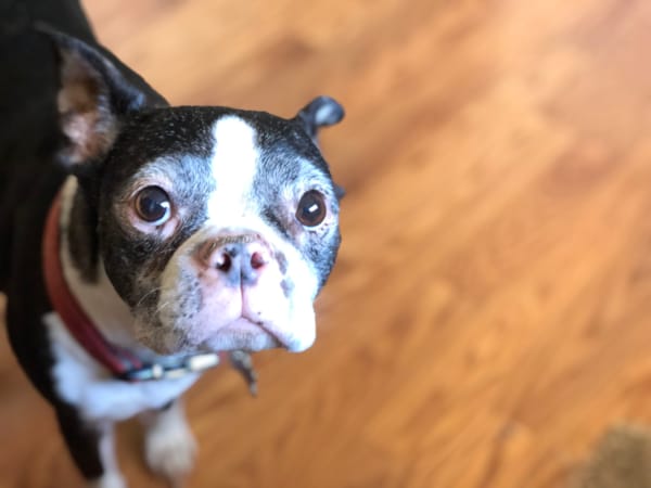 Geriatric Veterinary Patients