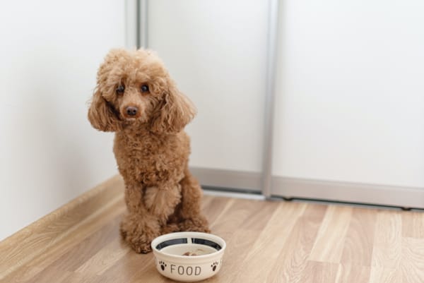 Decreased Appetite in Pets