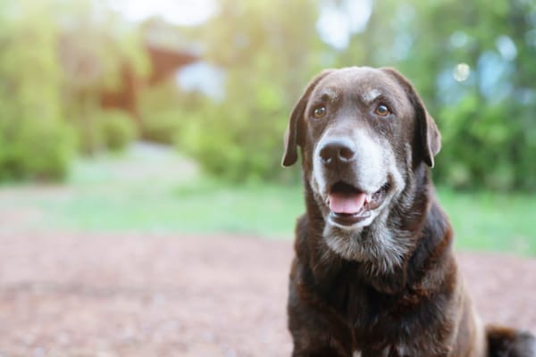 Keep senior pet active