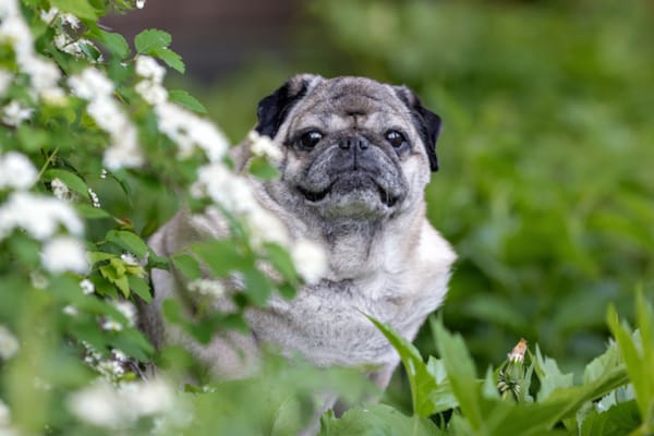 Mast Cell Tumors in Dogs