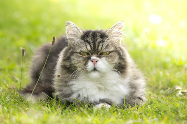 Hepatic Lipidosis in Cats