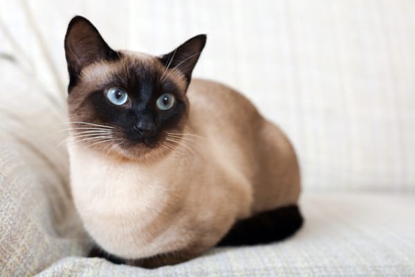 Mast Cell Tumors in Cats