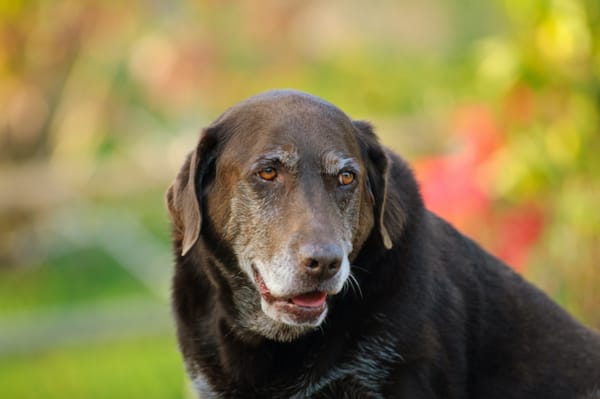 Osteoarthritis in Dogs