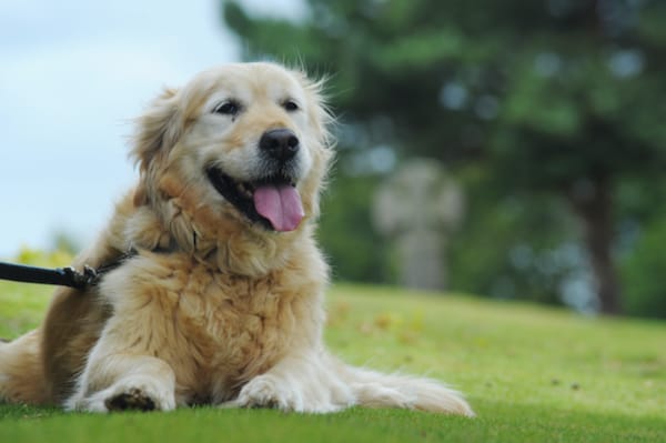 Breathing Problems in Pets 