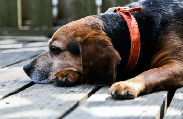 Lameness & Limping in Pets 