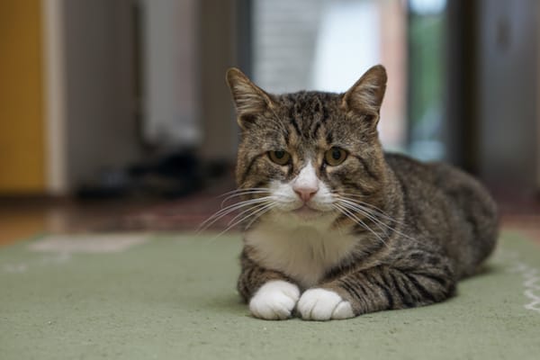 Inflammatory Bowel Disease in Cats