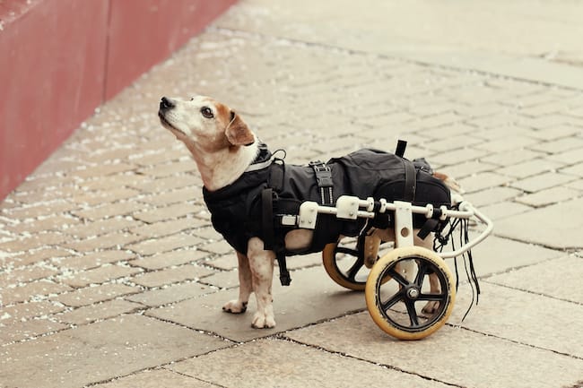can diabetes cause paralysis in dogs