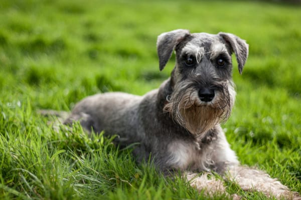 Hyperadrenocorticism (Cushing's Disease) in Dogs