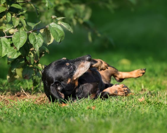 Vestibular Syndrome in Dogs 