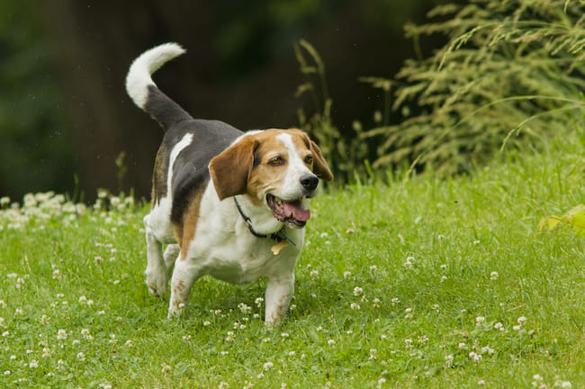 is lung cancer painful for dogs