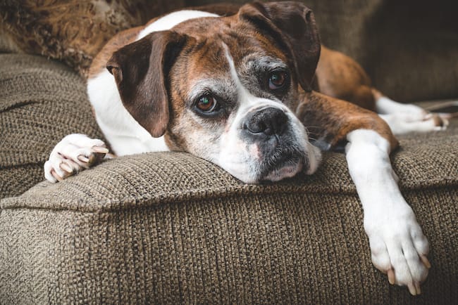how long do dogs live with brain tumors