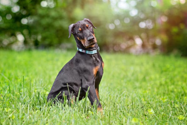 Liver Disease in Dogs