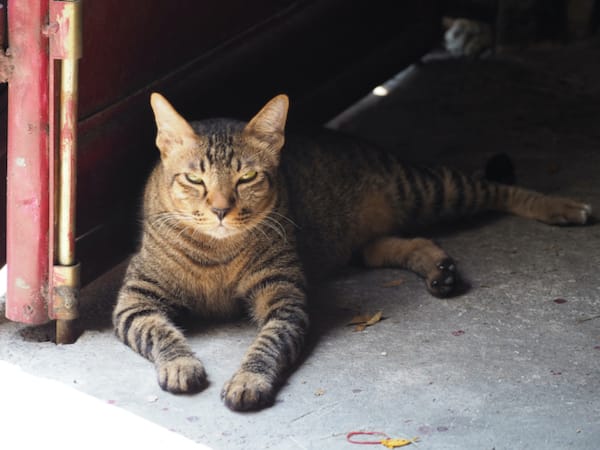 Urinary Incontinence in Pets