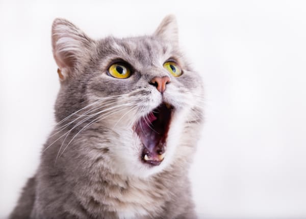 Oral Tumors in Cats
