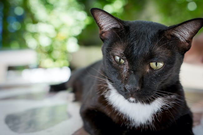 Vestibular syndrome in cats 1