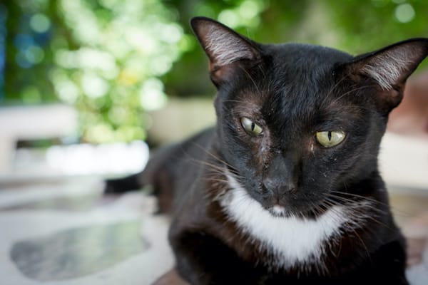 Vestibular Syndrome in Cats