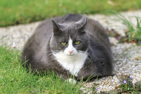 Liver Disease in Cats