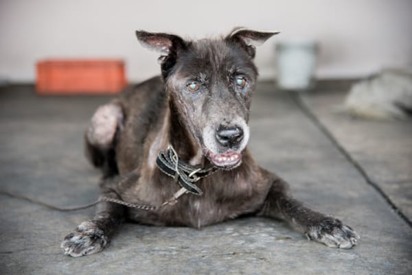 Vision Problems & Blindness in Pets