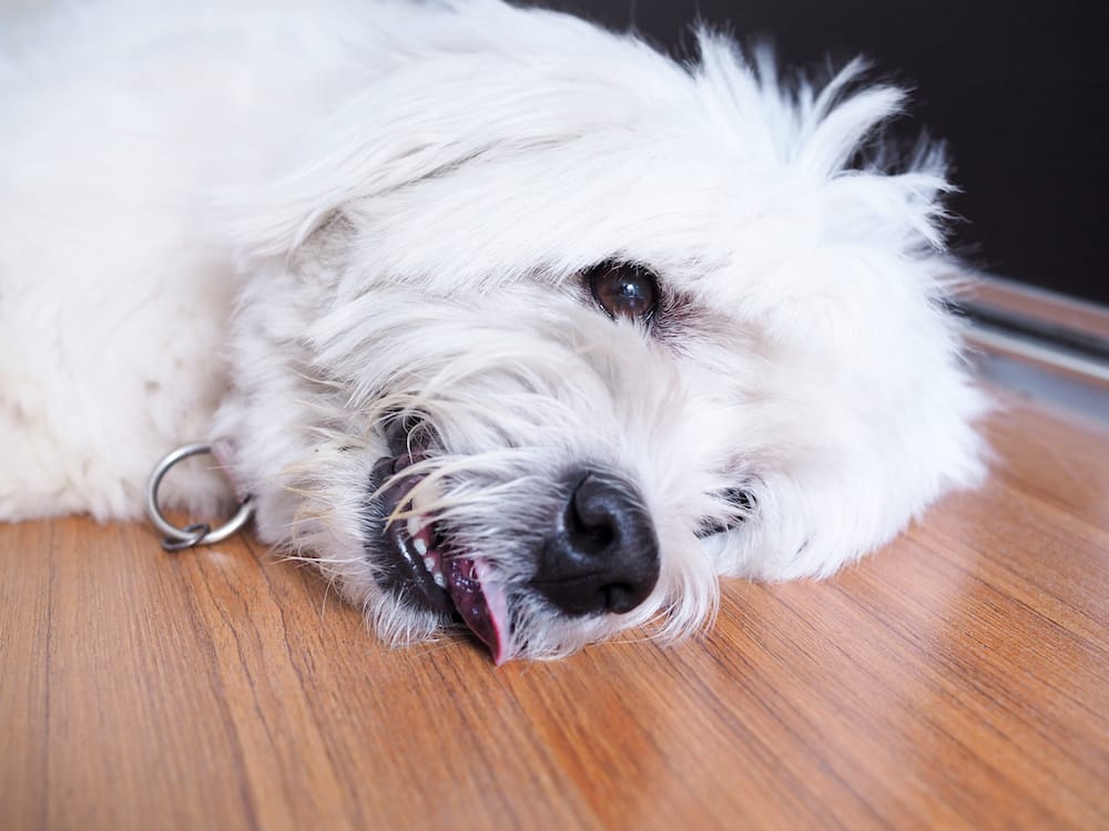 How Long Can I Walk My Dog After A Seizure