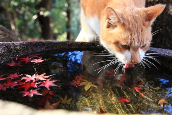 Chronic Kidney Disease in Cats