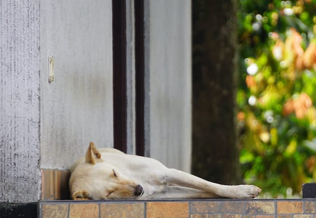 can dogs with seizures fly