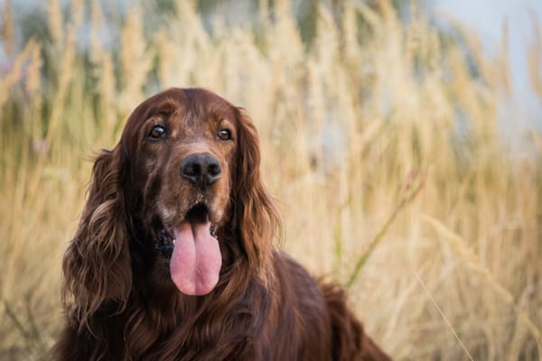 Laryngeal Paralysis in Dogs