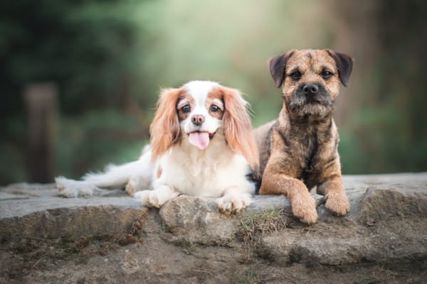 Heart Disease in Dogs