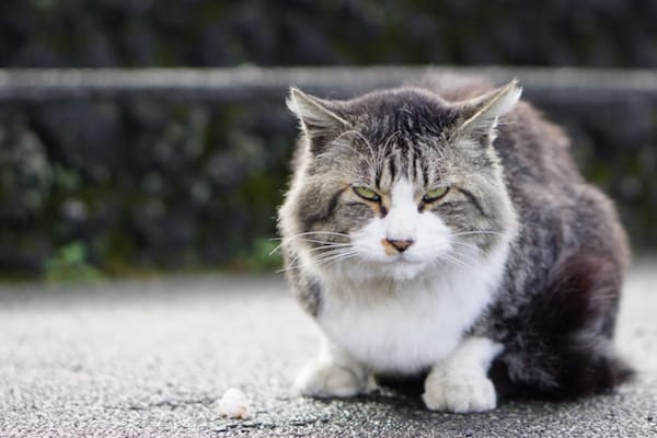 Brain Tumors in Cats