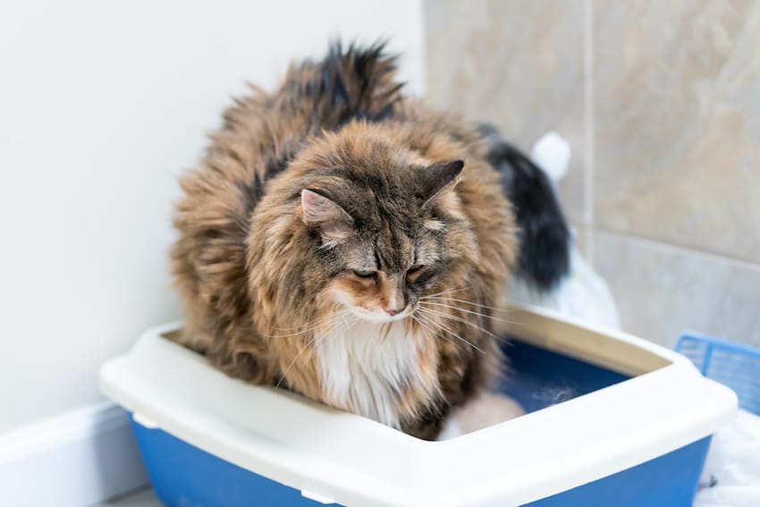 How Long Can A Cat With Hyperthyroidism Live