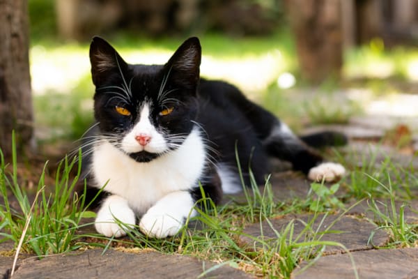 Nasal Tumors in Cats