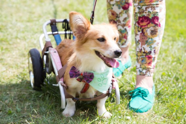 Degenerative Myelopathy in Dogs