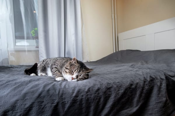 Mobility Disorders in Pets